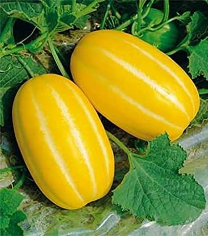 Radny 70 piezas de semillas de frutas de melón almizcle coreano