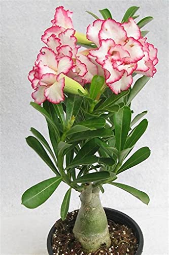 Rosa del desierto planta,El balcón es precioso e impresionante/rosa del desierto natural,-2,5bulbos
