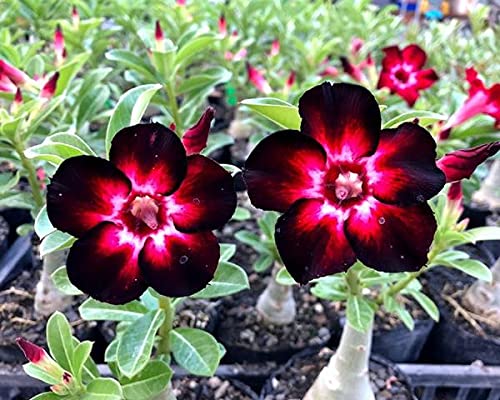 Rosa del desierto planta/Se puede cultivar en interior y exterior/Blendend-2,1bulbos