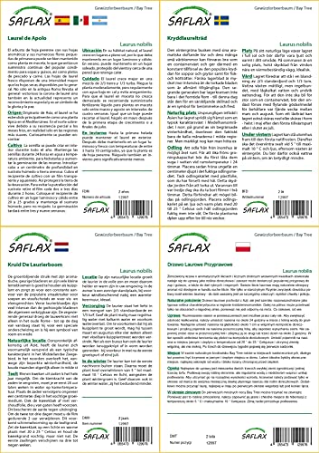 SAFLAX - Laurel de Apolo - 6 semillas - Laurus nobilis