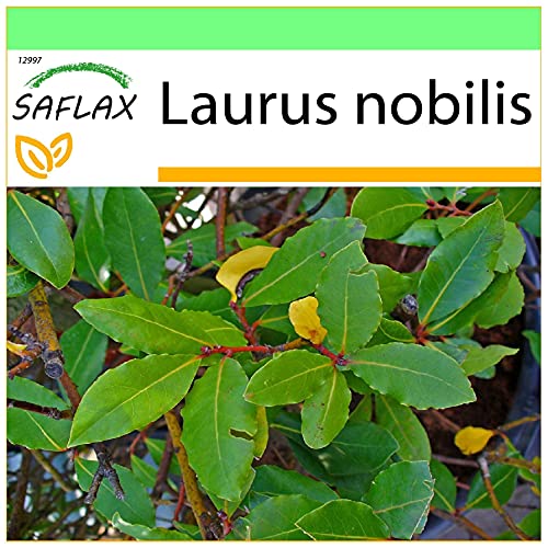 SAFLAX - Laurel de Apolo - 6 semillas - Laurus nobilis