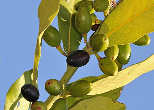 SAFLAX - Laurel de Apolo - 6 semillas - Laurus nobilis