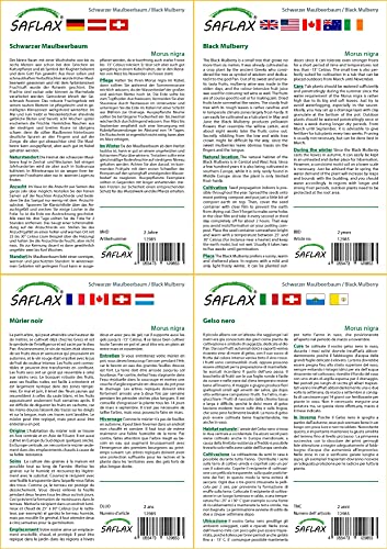 SAFLAX - Set regalo - Mora negra - 200 semillas - Con caja regalo/envío, etiqueta para envío, tarjeta de felicitación y sustrato de cultivo y fertilizante - Morus nigra