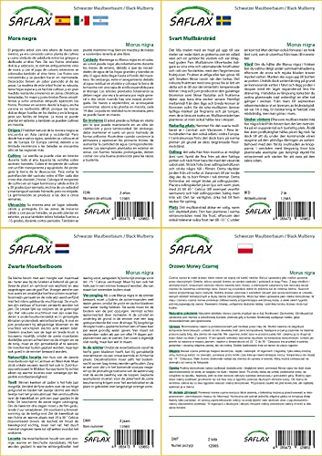 SAFLAX - Set regalo - Mora negra - 200 semillas - Con caja regalo/envío, etiqueta para envío, tarjeta de felicitación y sustrato de cultivo y fertilizante - Morus nigra