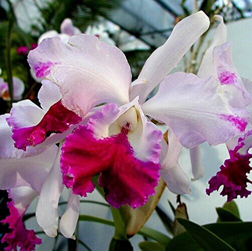 semillas de flor de Cattleya Híbrida 20Seeds semillas famoso flores de las orquídeas en maceta de Bonsai planta de la oficina de las flores hermosas