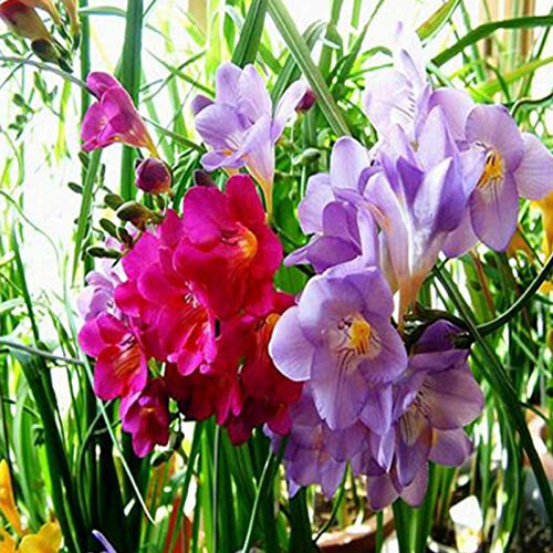Semillas de flores 1 bolsa freesia semilla nolatente alta tasa de germinación mixcolor semilla de flor portátil para el jardín - semillas de freesia