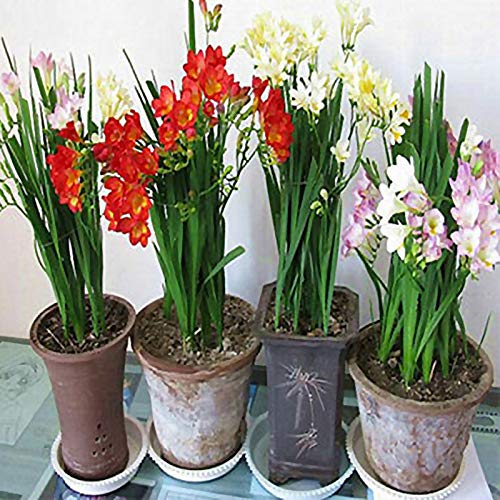 Semillas de flores 1 bolsa freesia semilla nolatente alta tasa de germinación mixcolor semilla de flor portátil para el jardín - semillas de freesia