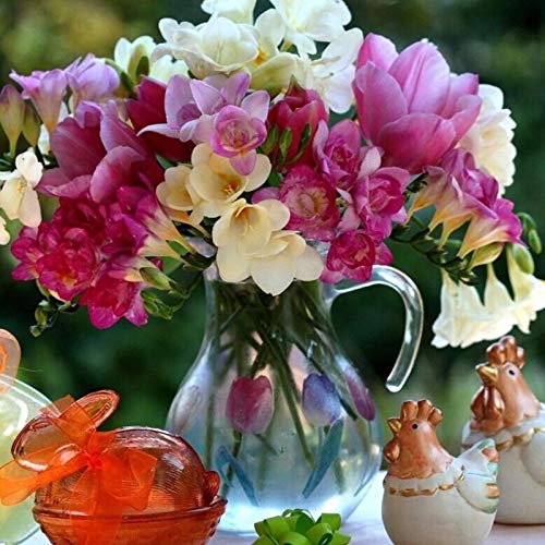 Semillas de flores 1 bolsa freesia semilla nolatente alta tasa de germinación mixcolor semilla de flor portátil para el jardín - semillas de freesia