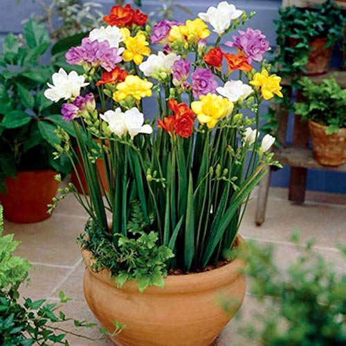 Semillas de flores 1 bolsa freesia semilla nolatente alta tasa de germinación mixcolor semilla de flor portátil para el jardín - semillas de freesia