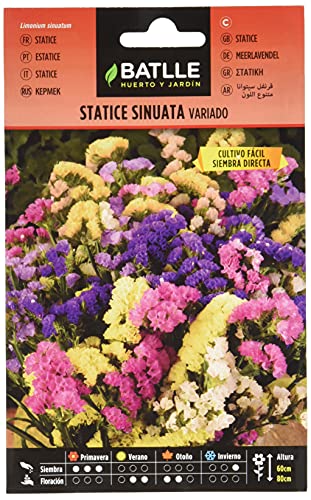 Semillas de Flores - Statice Sinuata variado - Batlle