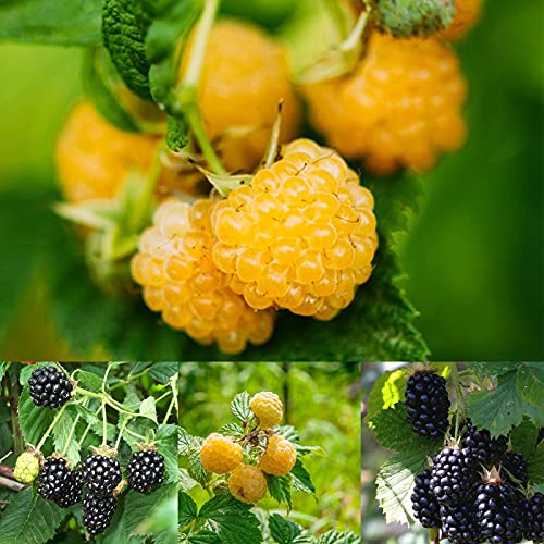 Semillas de frambuesa,50Pcs / Bolsa Raspberry Seeds Jugosa Saborizante Rara Vez Fácil de Cultivar Semillas de Frutas para el Jardín - Amarillo