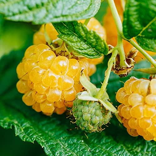 Semillas de frambuesa,50Pcs / Bolsa Raspberry Seeds Jugosa Saborizante Rara Vez Fácil de Cultivar Semillas de Frutas para el Jardín - Amarillo