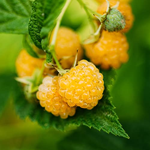 Semillas de frambuesa,50Pcs / Bolsa Raspberry Seeds Jugosa Saborizante Rara Vez Fácil de Cultivar Semillas de Frutas para el Jardín - Amarillo