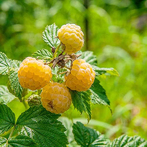Semillas de frambuesa,50Pcs / Bolsa Raspberry Seeds Jugosa Saborizante Rara Vez Fácil de Cultivar Semillas de Frutas para el Jardín - Amarillo