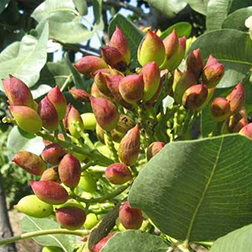 Semillas de frutas5pcs pistacho semilla non OMG fácil de plantar semilla de árbol de pistacho fresco para el jardín - semilla