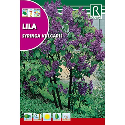 Semillas de Lila Syringa vulgaris
