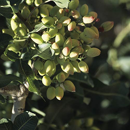 Semillas de pistacho, 5 piezas de semilla de pistacho sin OMG fácil de plantar Semilla de árbol de pistacho fresca para plantar jardín al aire libre