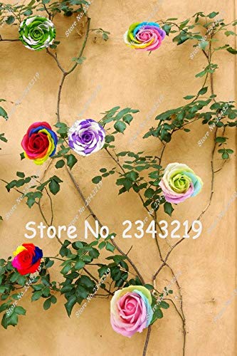 Semillas de rosas, plantas trepadoras, rosa de poliantha, semillas de flores chinas, semillas de rosas trepadoras, 100 piezas/bolsa (multicolor)