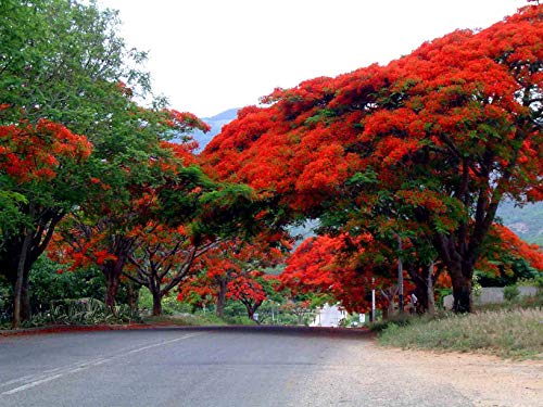 Semillas Delonix regia Delonix Flamboyant Llama árbol Flores rojas en el sur