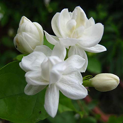 Semillas Las semillas del jazmín árabe, 100 piezas de jazmín fragante Landscaping decoración en blanco Bloom aromáticas plantas de semillero de la flor por Ideal jardinería regalo al aire libre