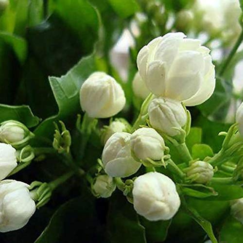 Semillas Las semillas del jazmín árabe, 100 piezas de jazmín fragante Landscaping decoración en blanco Bloom aromáticas plantas de semillero de la flor por Ideal jardinería regalo al aire libre