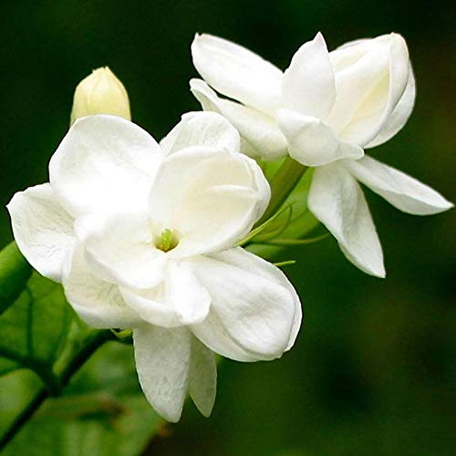 Semillas Las semillas del jazmín árabe, 100 piezas de jazmín fragante Landscaping decoración en blanco Bloom aromáticas plantas de semillero de la flor por Ideal jardinería regalo al aire libre