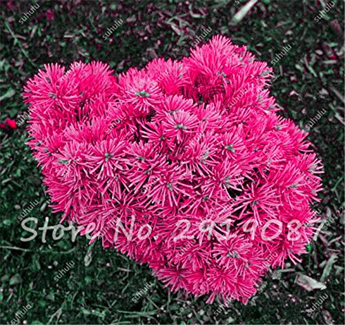 Semillas Semillas de abeto de Colorado mixtos Coloful Abeto Picea árbol en maceta de Bonsai Bonsai Patio Jardín Planta Pino Semillas 100 PC 8