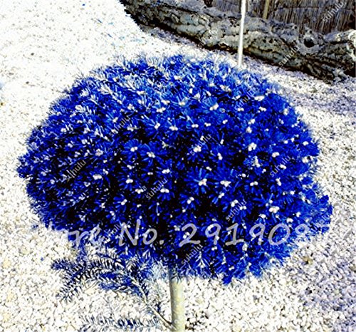 Semillas Semillas de abeto de Colorado mixtos Coloful Abeto Picea árbol en maceta de Bonsai Bonsai Patio Jardín Planta Pino Semillas 100 PC 8