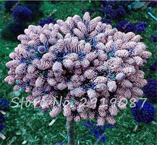 Semillas Semillas de abeto de Colorado mixtos Coloful Abeto Picea árbol en maceta de Bonsai Bonsai Patio Jardín Planta Pino Semillas 100 PC 8