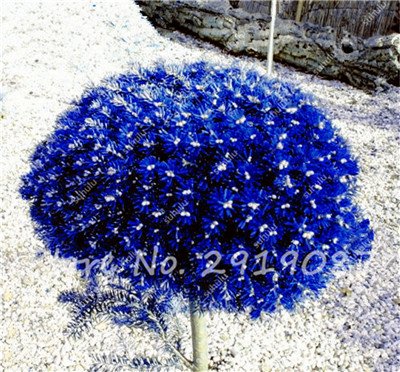 Semillas Semillas de abeto de Colorado mixtos Coloful Abeto Picea árbol en maceta de Bonsai Bonsai Patio Jardín Planta Pino Semillas 100 PC 8