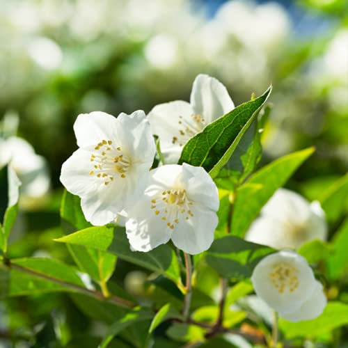 SVATV Jasmine - Aceite esencial de grado terapéutico, aceites de aromaterapia, aceite de fragancia para difusor de yoga y masajes propios, cuidado personal 10 ml