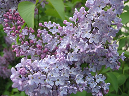 Syringa oblata, púrpura floración EarlyLilac/chino Lila, 25 semillas de plantas.