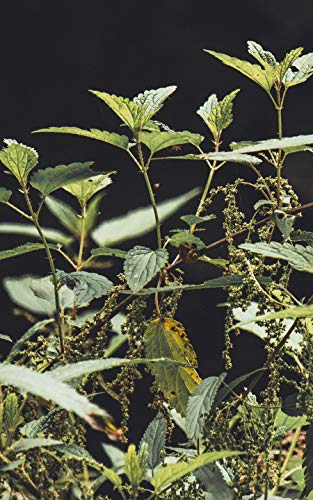 Té de Órtiga (300g) Monte Nativo - 100% natural - Hojas de Ortiga - Infusión Herbal Suelta - Cuidadosamente cortada y secada - Diversa en ingredientes y rica en vitaminas