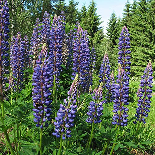 TOYHEART 100 Piezas De Semillas De Flores De Primera Calidad, Semillas De Lupino, Gran Demanda De Agua Natural, Flor Morada, Semillas De Lupino Ecológicas Para Ventana Semillas de lupino