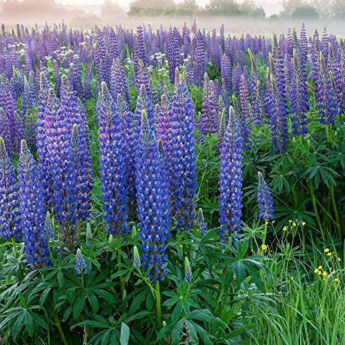TOYHEART 100 Piezas De Semillas De Flores De Primera Calidad, Semillas De Lupino, Gran Demanda De Agua Natural, Flor Morada, Semillas De Lupino Ecológicas Para Ventana Semillas de lupino
