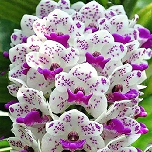 TOYHEART 100 Piezas De Semillas De Flores De Primera Calidad, Semillas De Phalaenopsis, Plantas Aromáticas De Cymbidium, Plántulas De Flores De Orquídeas Perennes Para Oficina Azul
