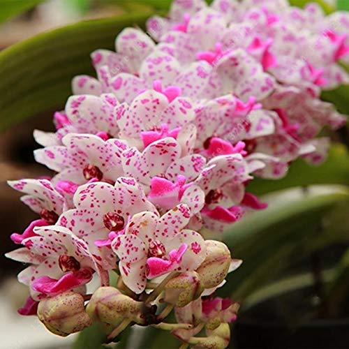 TOYHEART 100 Piezas De Semillas De Flores De Primera Calidad, Semillas De Phalaenopsis, Plantas Aromáticas De Cymbidium, Plántulas De Flores De Orquídeas Perennes Para Oficina Azul