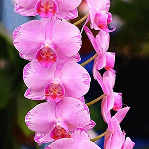 TOYHEART 100 Piezas De Semillas De Flores De Primera Calidad, Semillas De Phalaenopsis, Plantas Aromáticas De Cymbidium, Plántulas De Flores De Orquídeas Perennes Para Oficina Azul