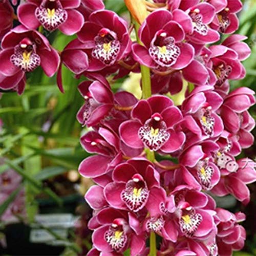 TOYHEART 100 Piezas De Semillas De Flores De Primera Calidad, Semillas De Phalaenopsis, Plantas Aromáticas De Cymbidium, Plántulas De Flores De Orquídeas Perennes Para Oficina Azul