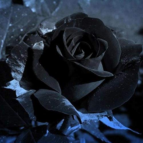 TOYHEART 100 Piezas De Semillas De Flores Premium, Semillas De Rosas, Semillas De Rosas Negras Ligeras Y Rústicas, Llamativas, Para Balcón Negro