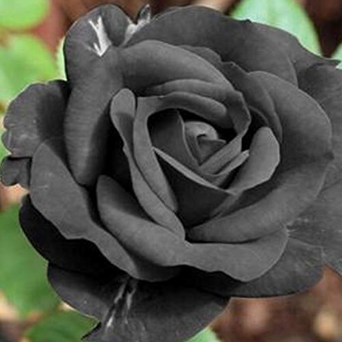 TOYHEART 100 Piezas De Semillas De Flores Premium, Semillas De Rosas, Semillas De Rosas Negras Ligeras Y Rústicas, Llamativas, Para Balcón Negro