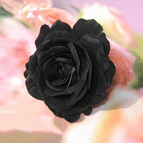 TOYHEART 100 Piezas De Semillas De Flores Premium, Semillas De Rosas, Semillas De Rosas Negras Ligeras Y Rústicas, Llamativas, Para Balcón Negro
