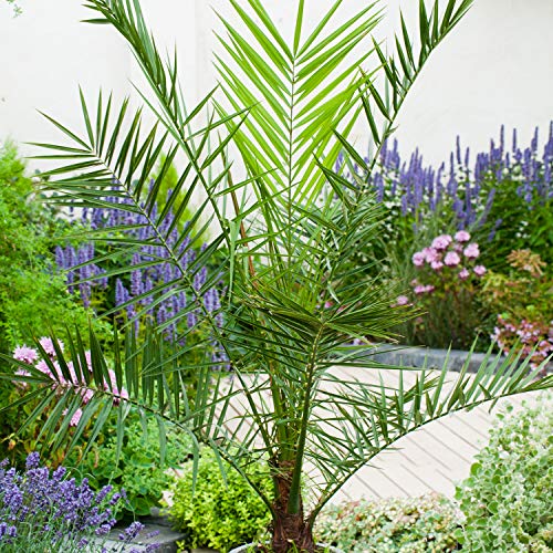 TUS PLANTAS A CASA | 3 x PHOENIX CANARIENSIS | PALMERA CANARIA | PLANTA NATURAL | MACETA C17
