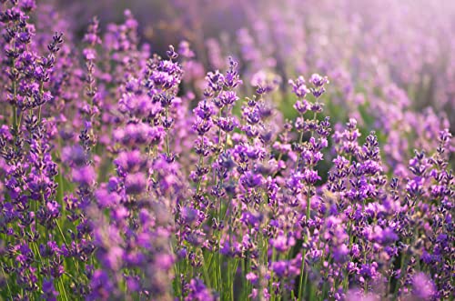 Velas de Té Aromáticas Velas perfumadas - Lavanda Pack 100 Velas
