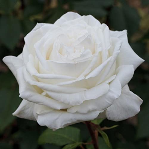 Verdecora Rosal Grandiflora Blanco - Planta Natural con Flor - Rosa Perfumada de plantación (Blanco Pierre Arditi)