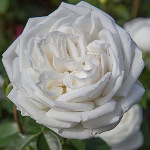 Verdecora Rosal Grandiflora Blanco - Planta Natural con Flor - Rosa Perfumada de plantación (Blanco Pierre Arditi)