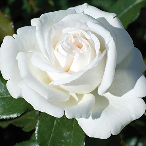 Verdecora Rosal Grandiflora Blanco - Planta Natural con Flor - Rosa Perfumada de plantación (Blanco Pierre Arditi)
