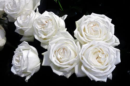 Verdecora Rosal Grandiflora Blanco - Planta Natural con Flor - Rosa Perfumada de plantación (Blanco Pierre Arditi)