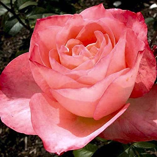 Verdecora Rosal Grandiflora Rosa - Planta Natural con Flor - Rosa Perfumada de plantación (Rosa Sea Pearl)