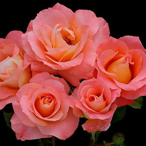Verdecora Rosal Grandiflora Rosa - Planta Natural con Flor - Rosa Perfumada de plantación (Rosa Sea Pearl)